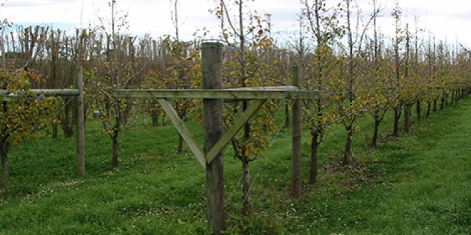Orchard